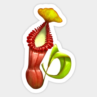 Carnivorous Plant Nepenthes Edwardsiana Botanical Pitcher Plant Sticker